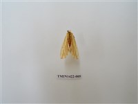 藏品(赭褐帶東燈蛾)的圖片